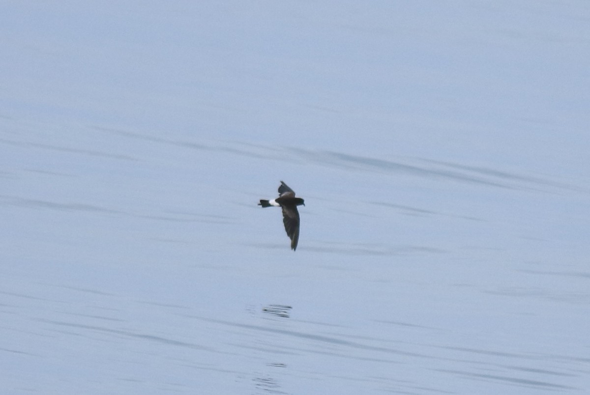 buřníček žlutonohý - ML645590737