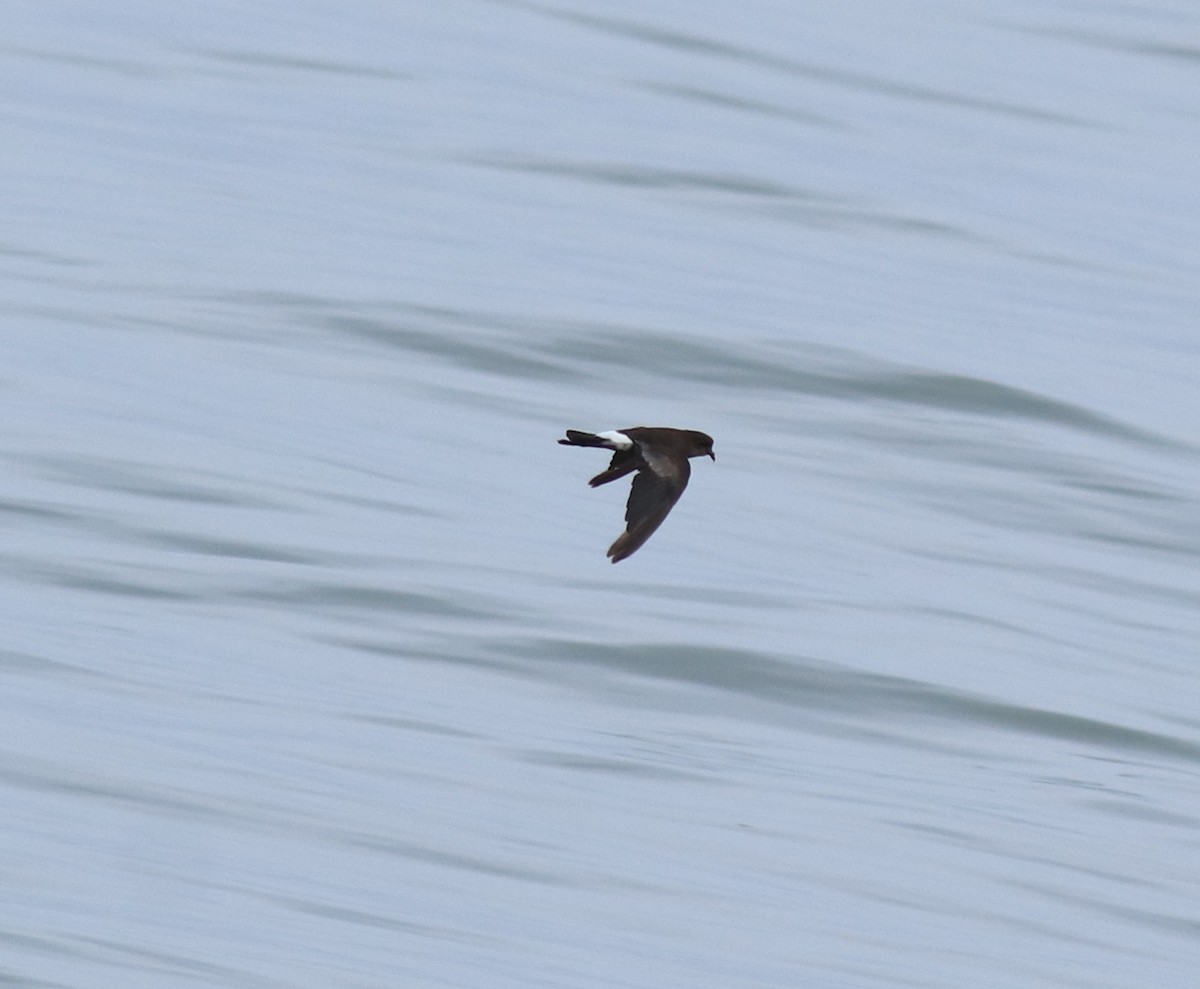 buřníček žlutonohý - ML645590738