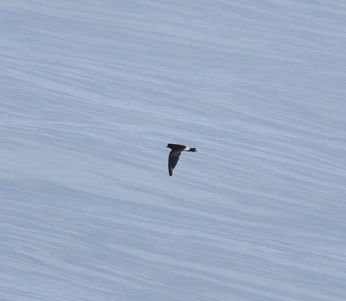 buřníček žlutonohý - ML645590739