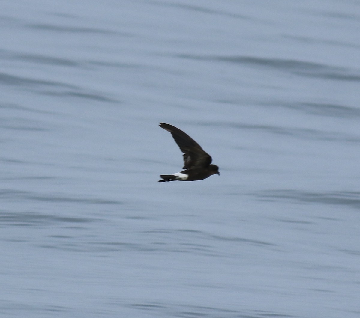 buřníček žlutonohý - ML645590741