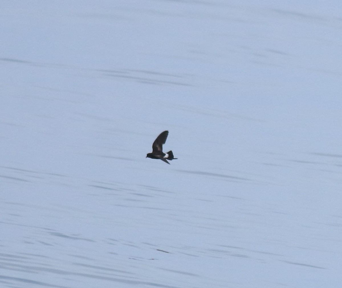 buřníček žlutonohý - ML645590742