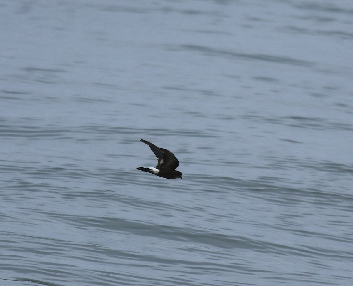 buřníček žlutonohý - ML645590744