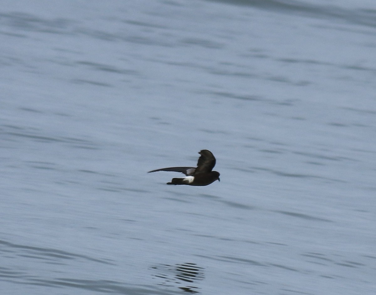 buřníček žlutonohý - ML645590745