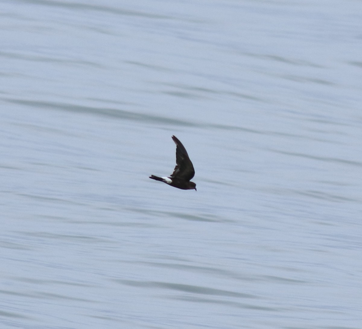 アシナガウミツバメ - ML645590746