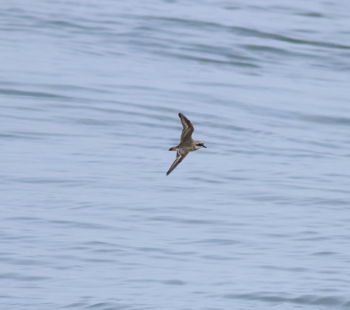 チベットメダイチドリ - ML645590749