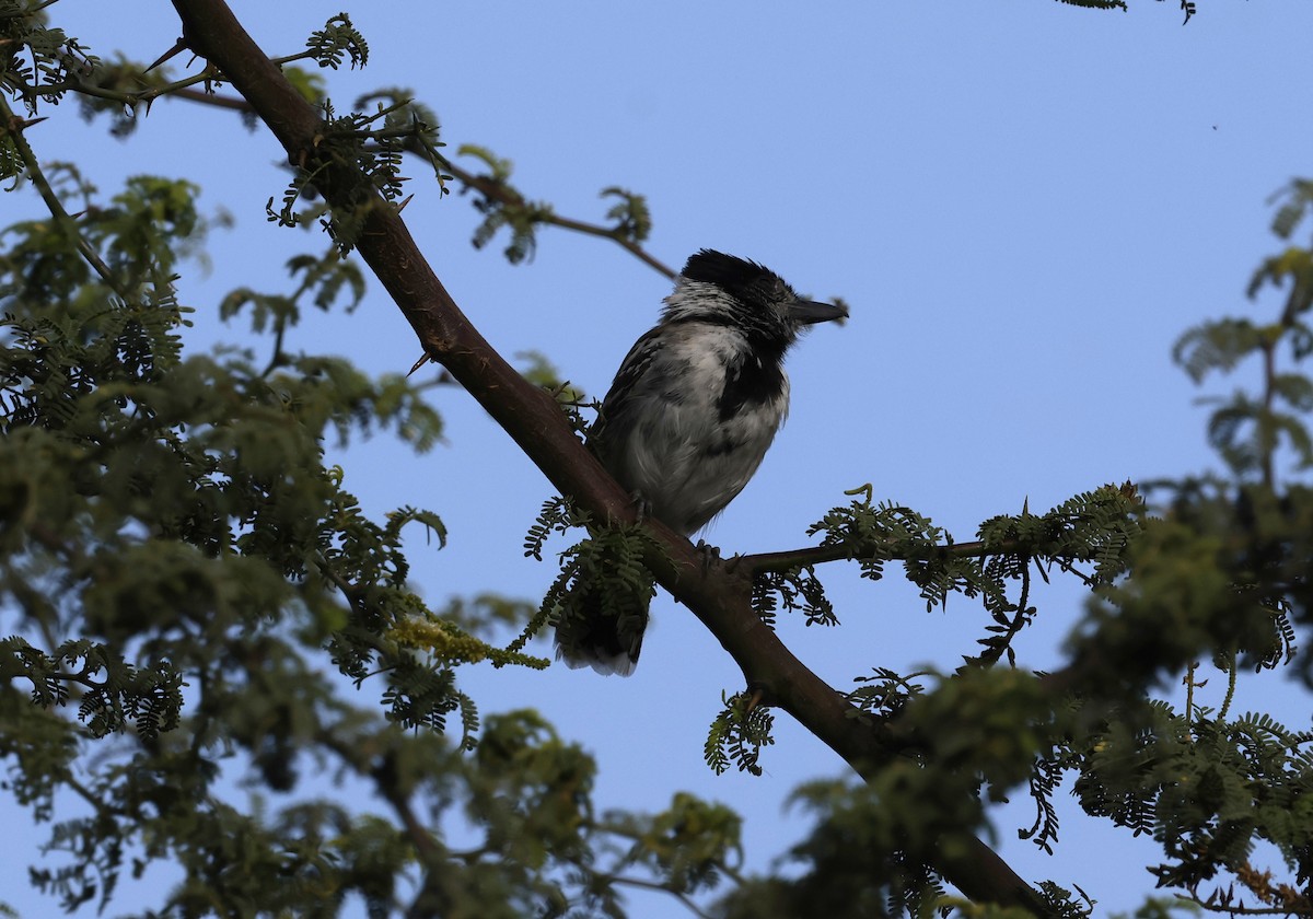 Collared Antshrike - ML645590751