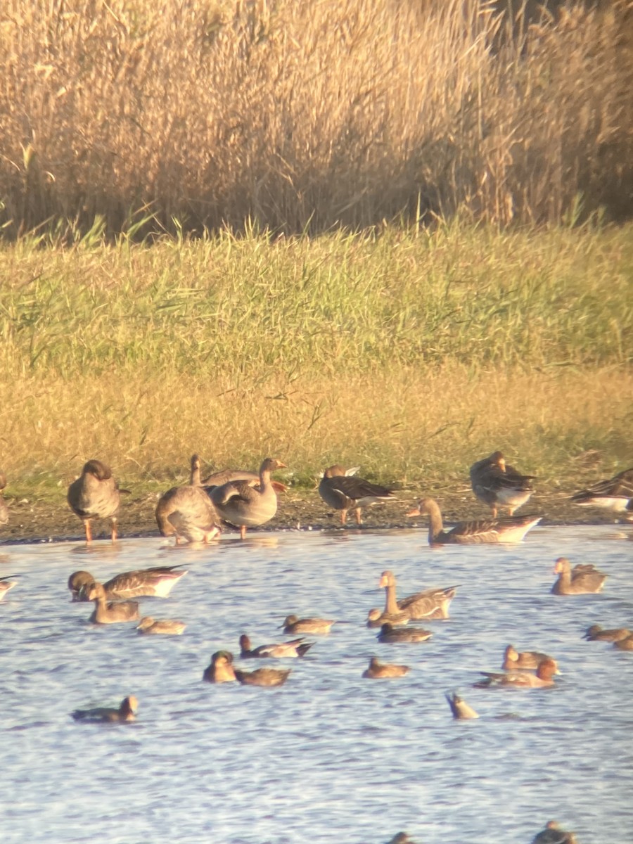 Lesser White-fronted Goose - ML645590761