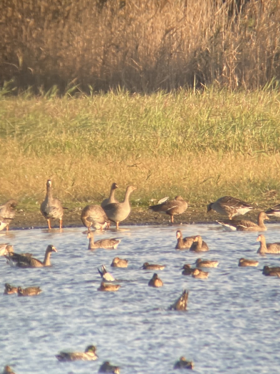 Lesser White-fronted Goose - ML645590762