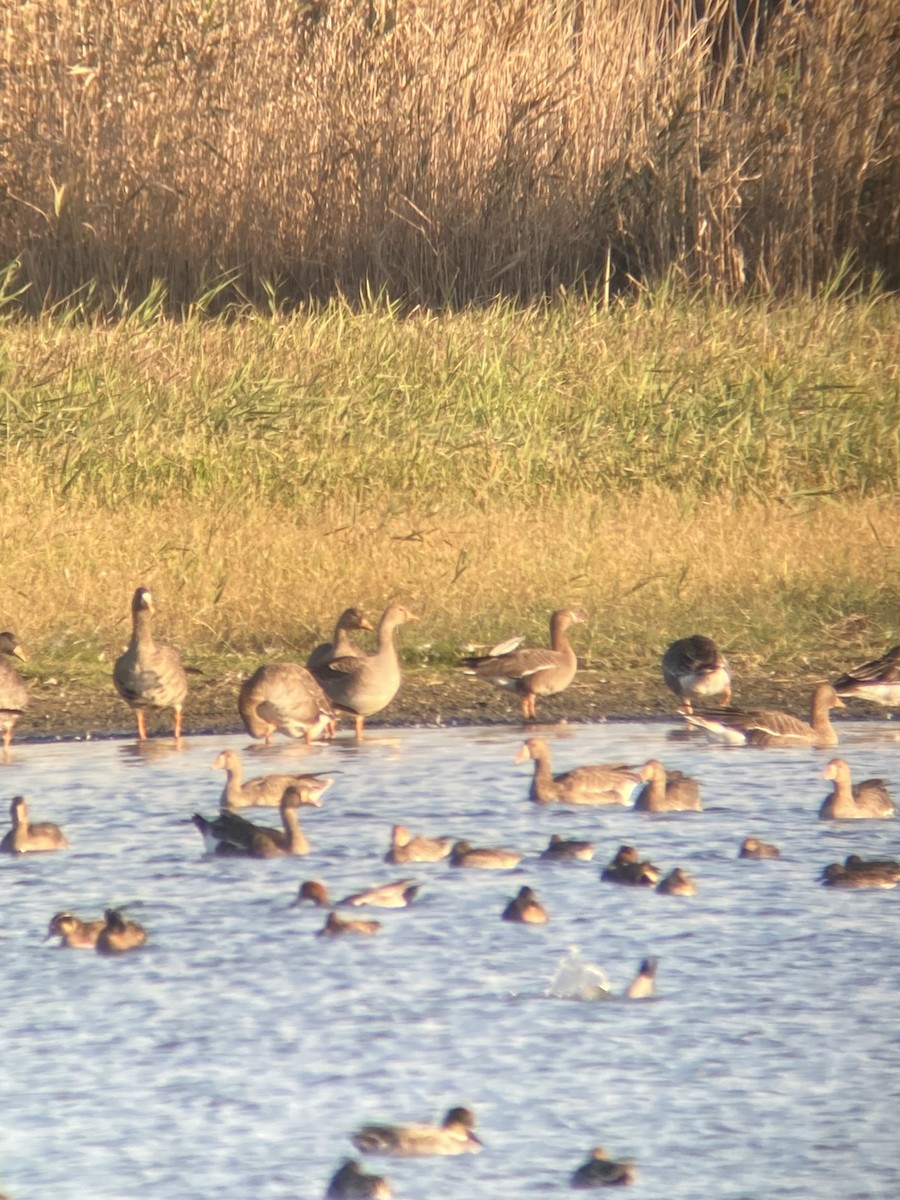 Lesser White-fronted Goose - ML645590763