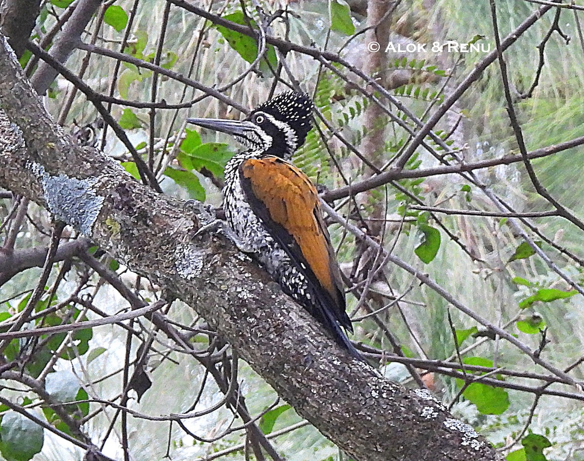 datel zlatopláštíkový - ML645590765