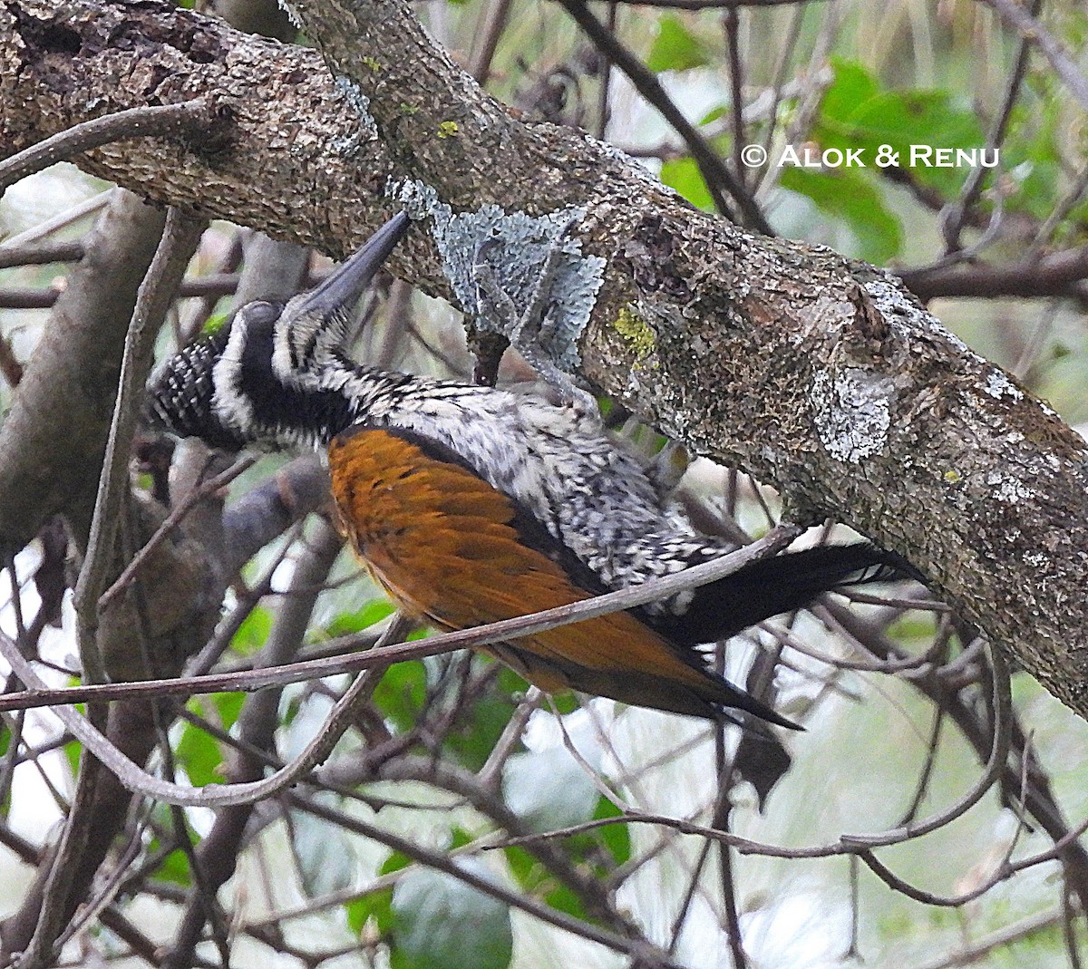 datel zlatopláštíkový - ML645590766