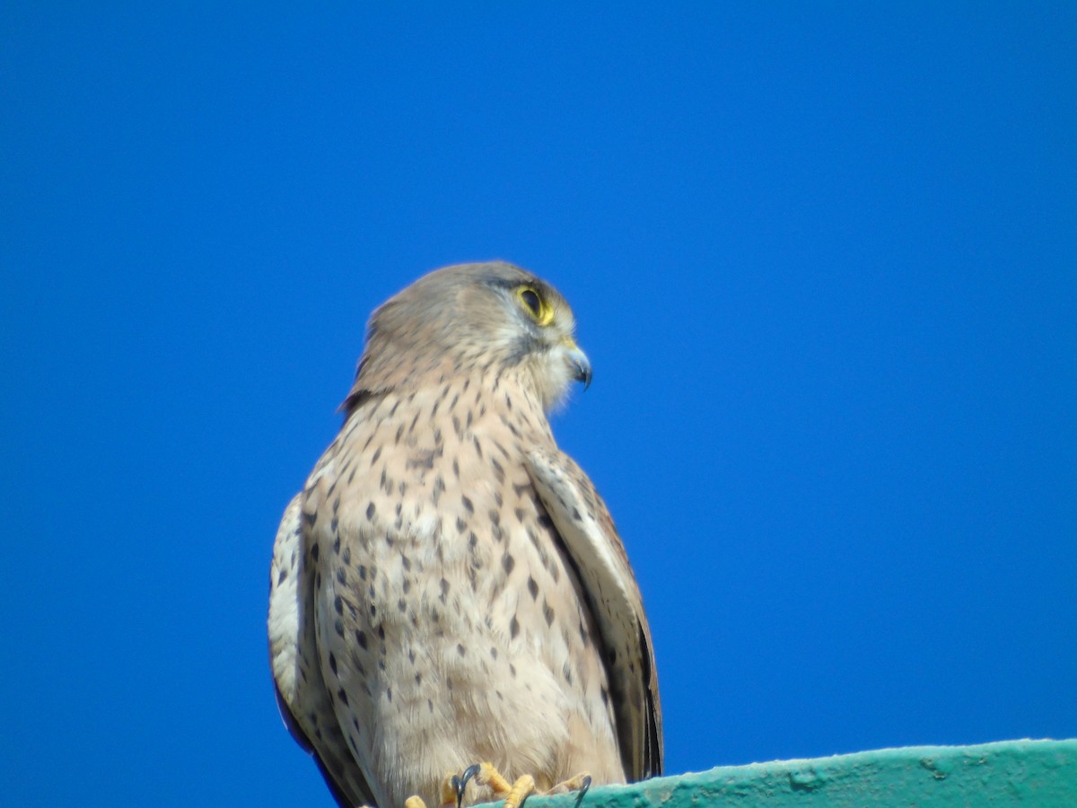 チョウゲンボウ - ML645590767