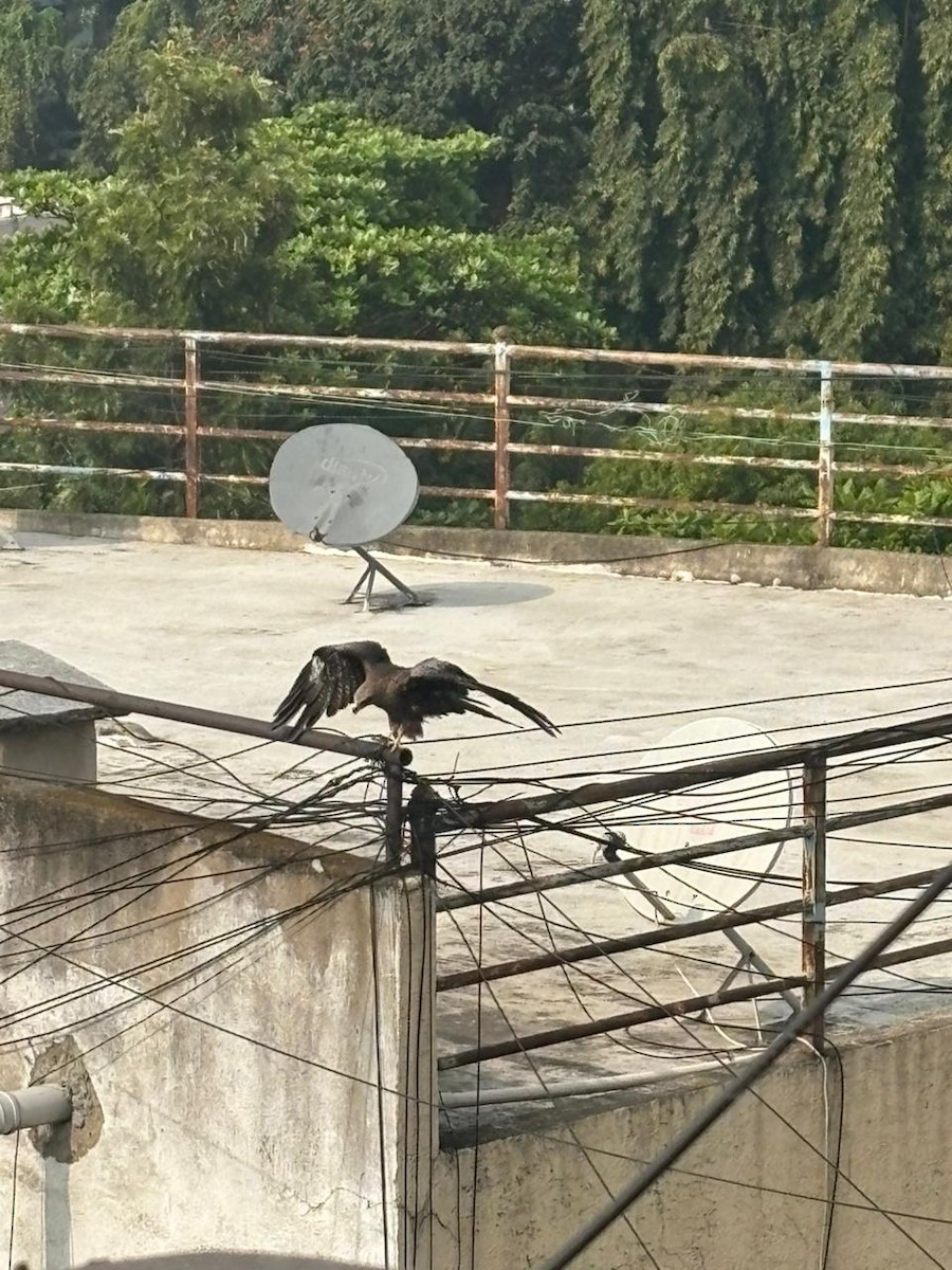 トビ - ML645590768