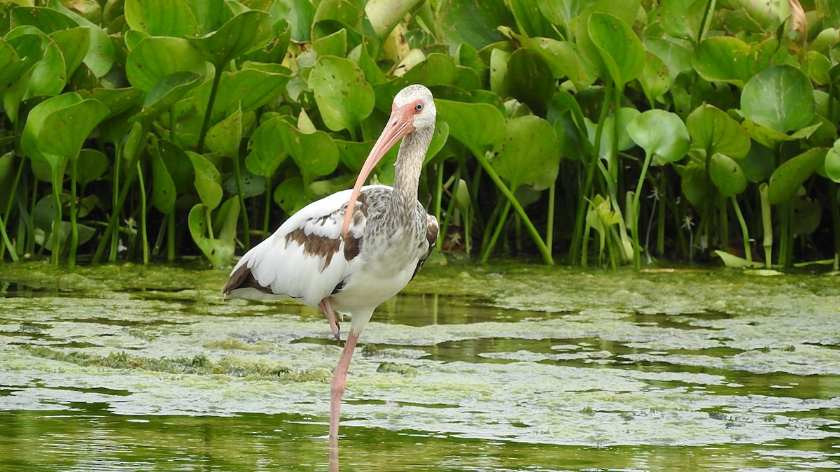 シロトキ - ML645590770