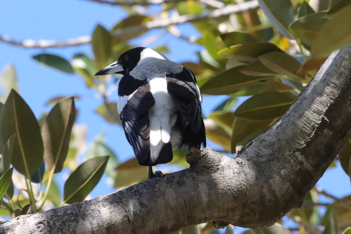 カササギフエガラス - ML645590772