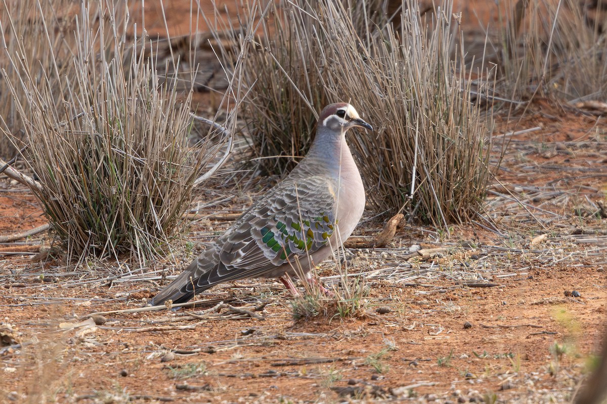 ニジハバト - ML645590773