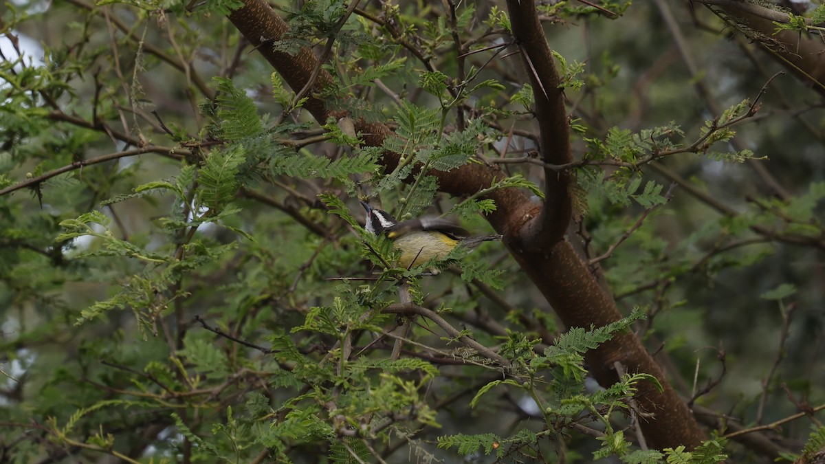 マミジロミツドリ - ML645590774