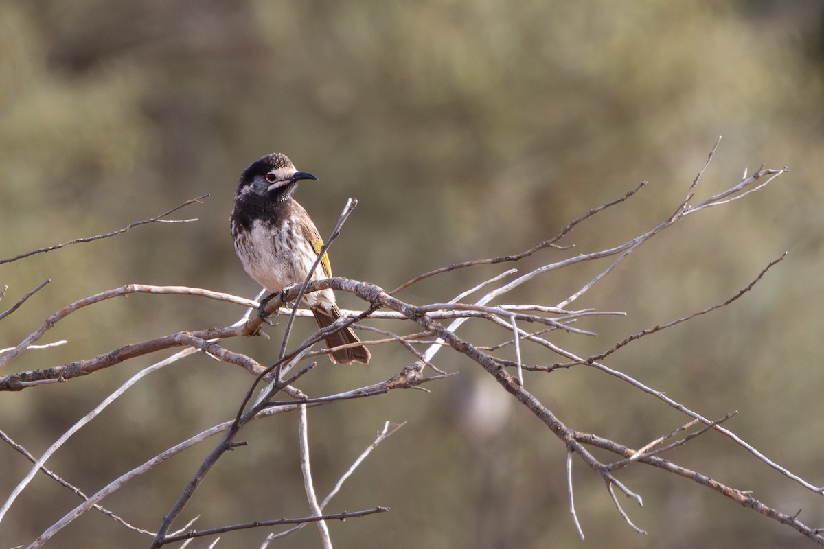 シロビタイキバネミツスイ - ML645590778