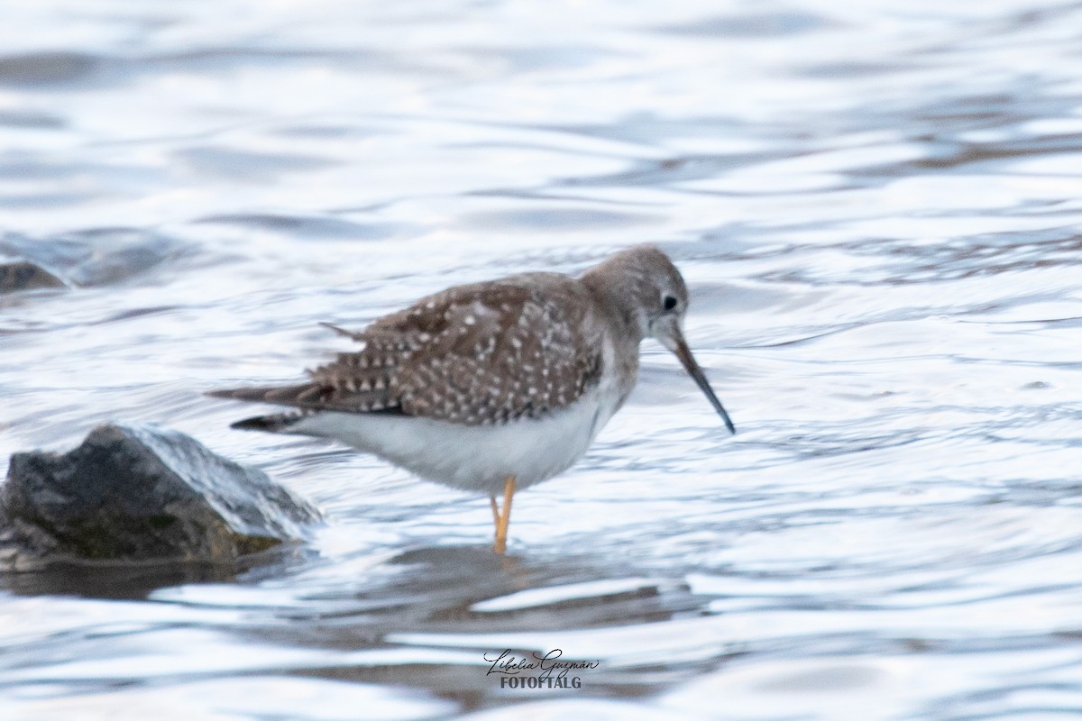 オオキアシシギ - ML645590780