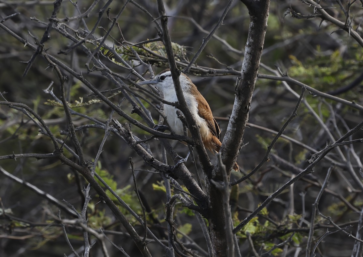 マミジロミソサザイ - ML645590781