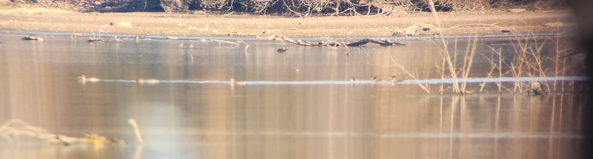 ウミアイサ - ML645590788