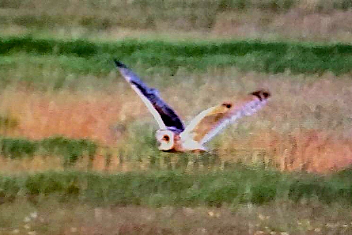 コミミズク - ML645590790