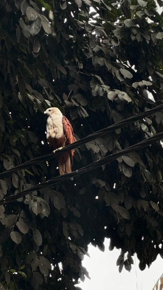 シロガシラトビ - ML645590791