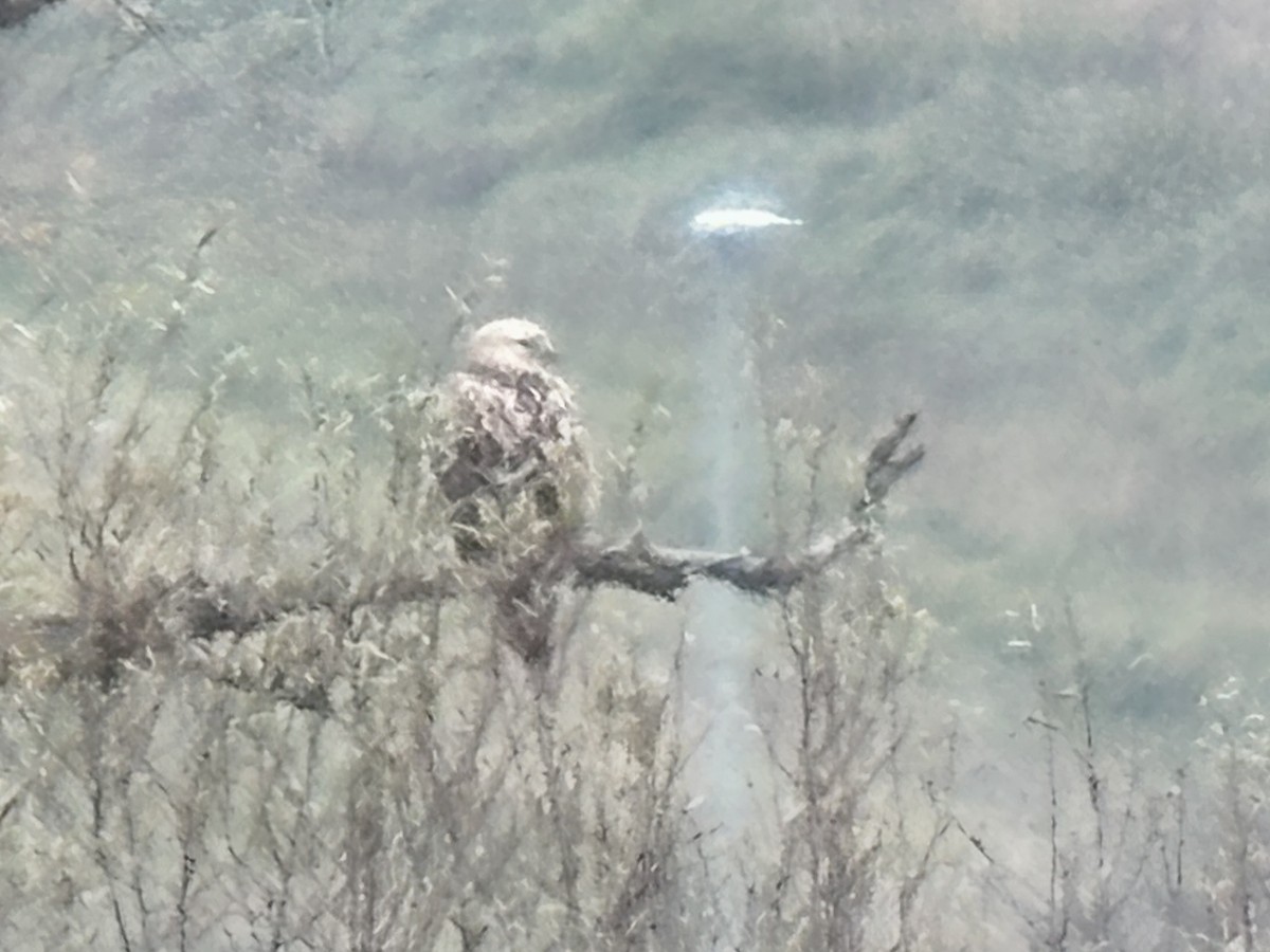Long-legged Buzzard - ML645590793