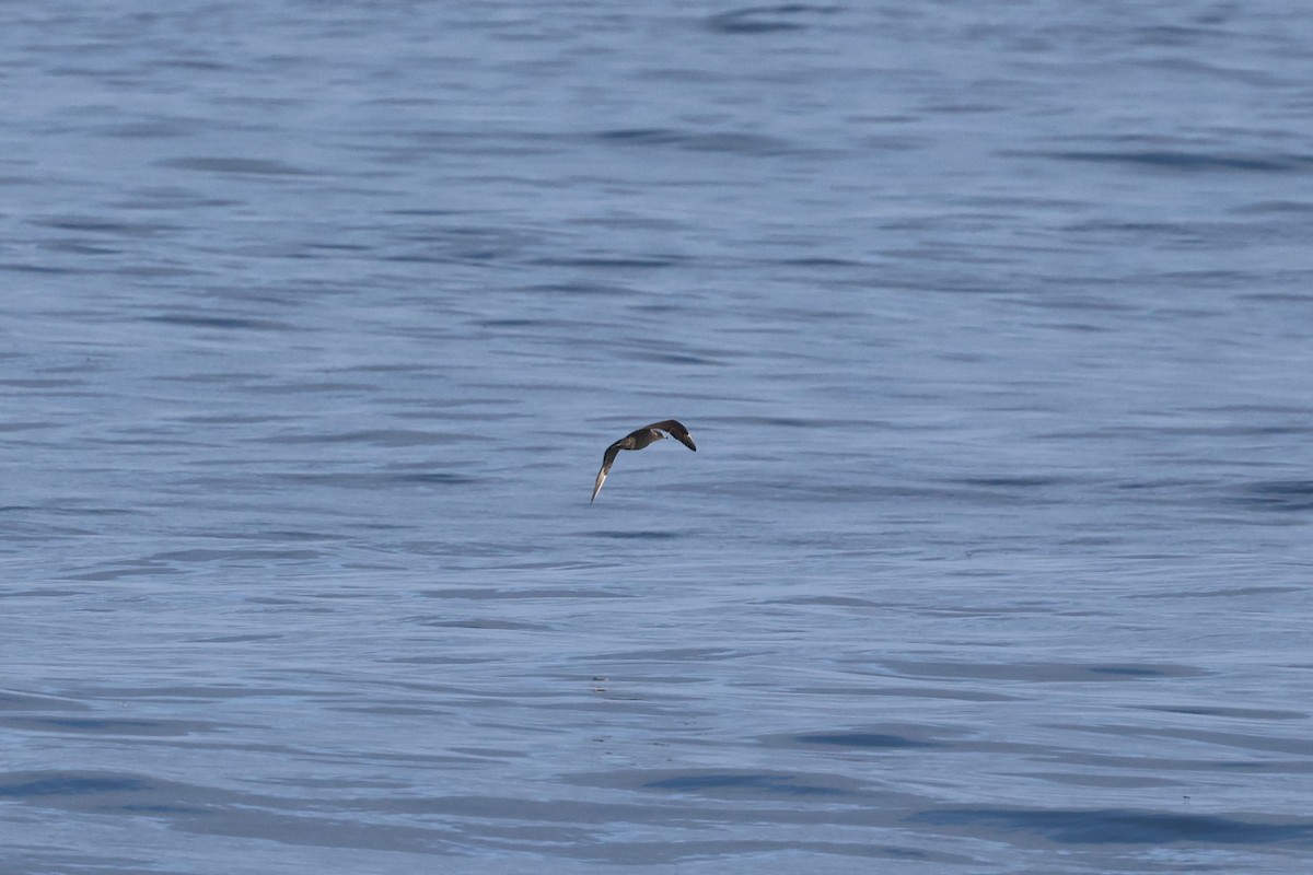 Pomarine Jaeger - ML645590804