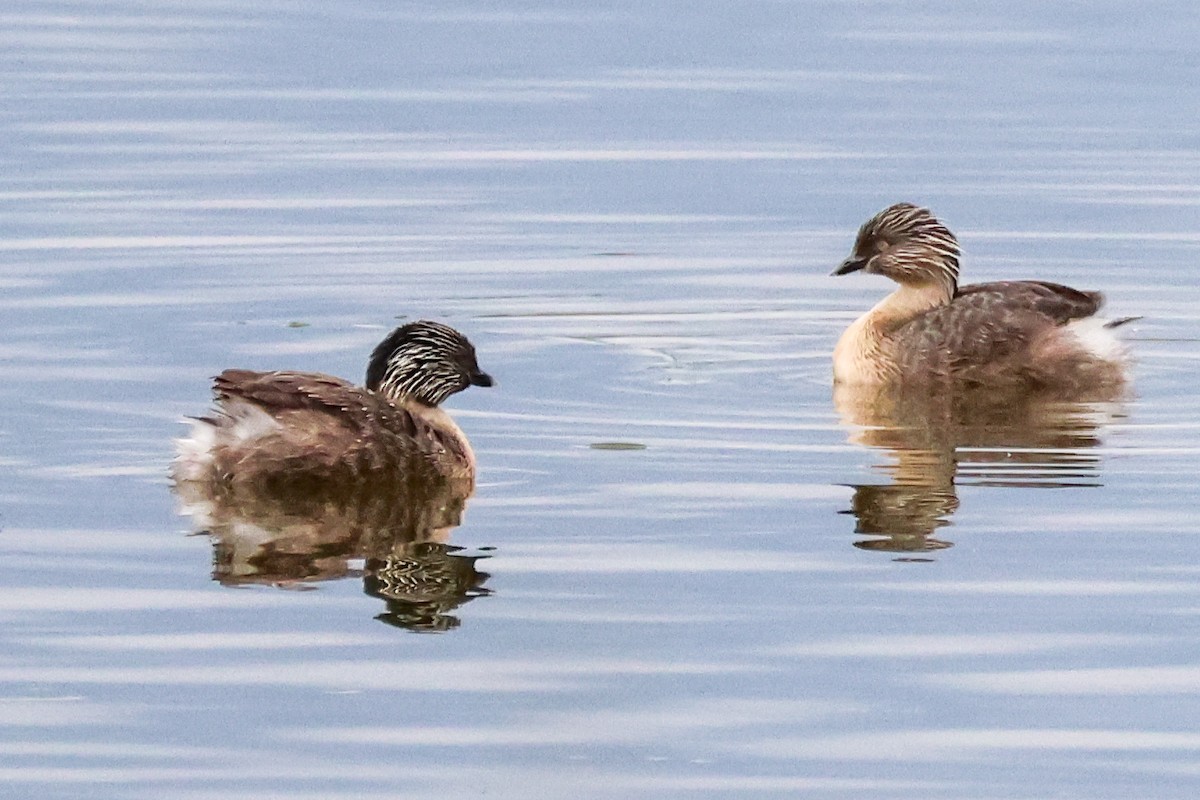 sølvhodedykker - ML645590805