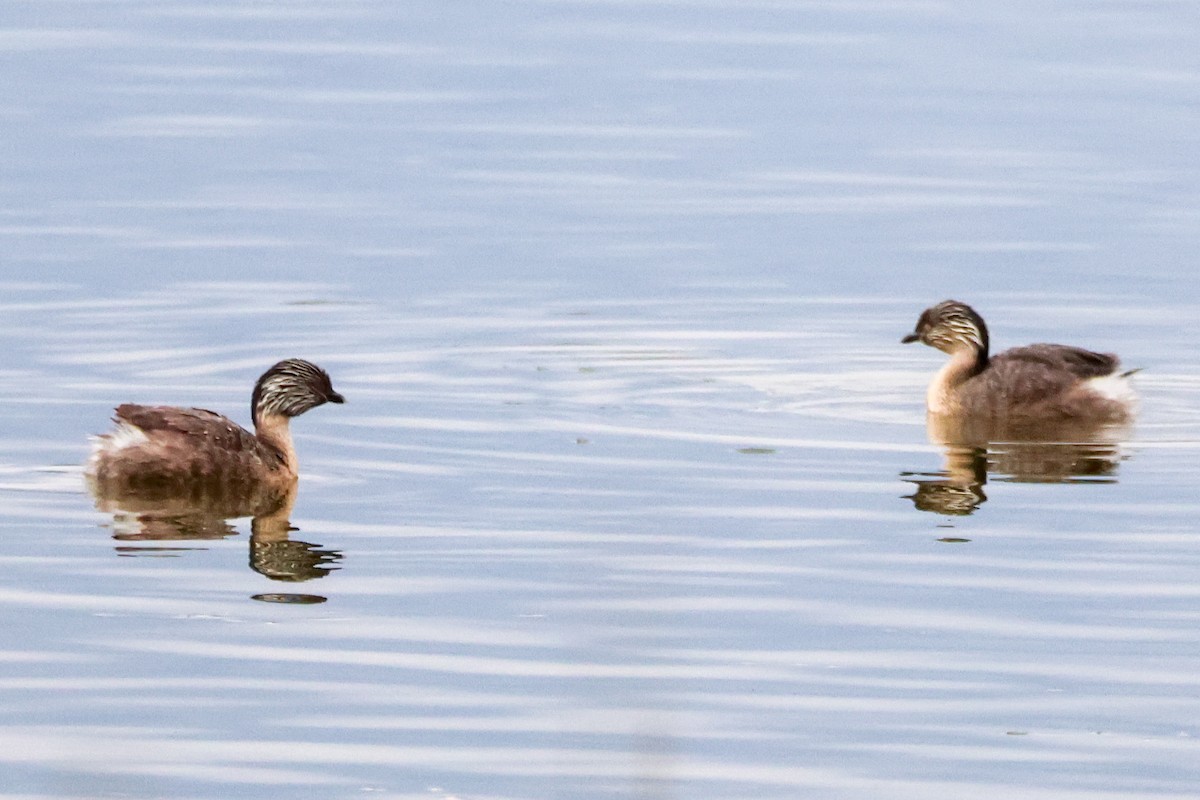 sølvhodedykker - ML645590806