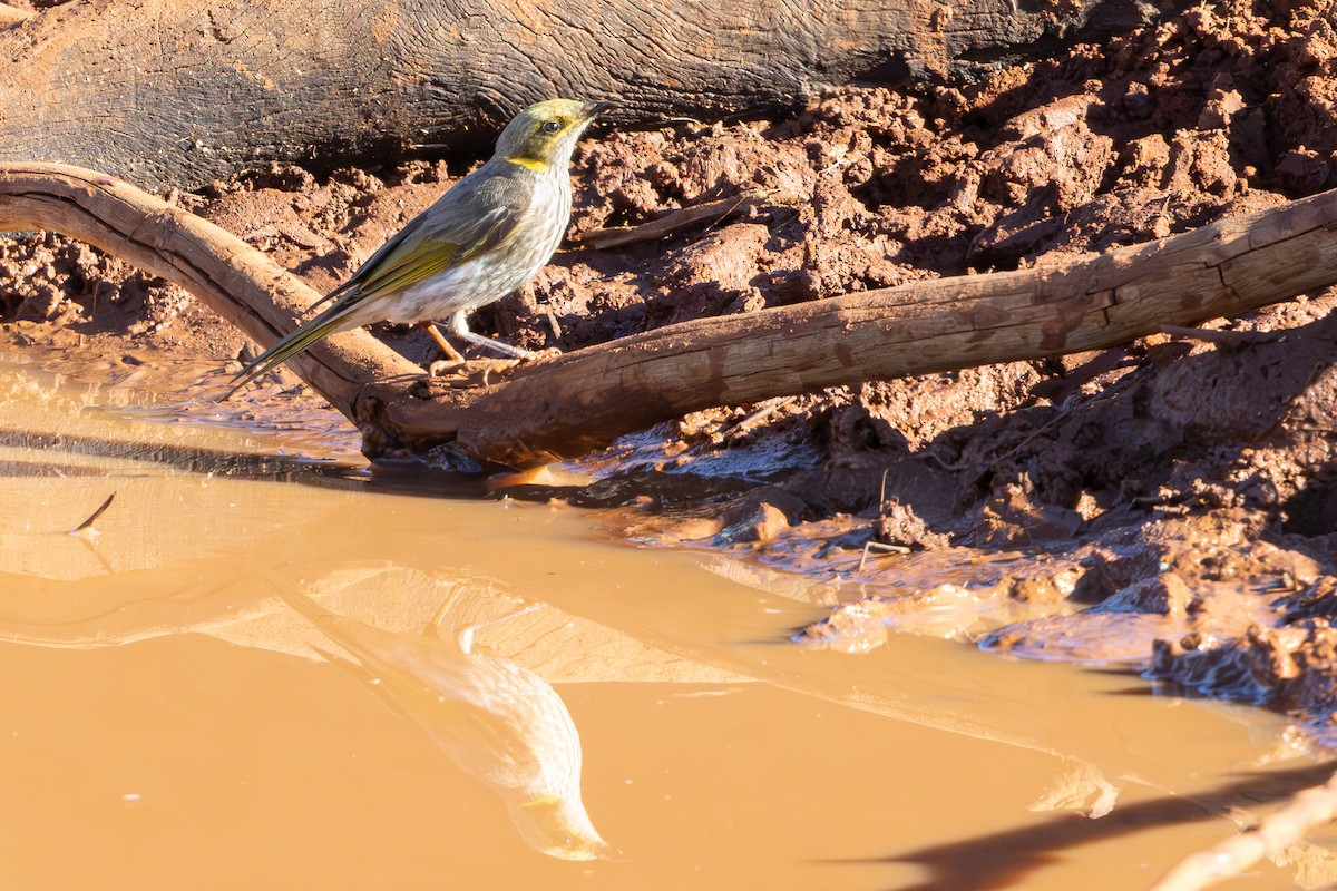 Кольчатый медосос - ML645590815