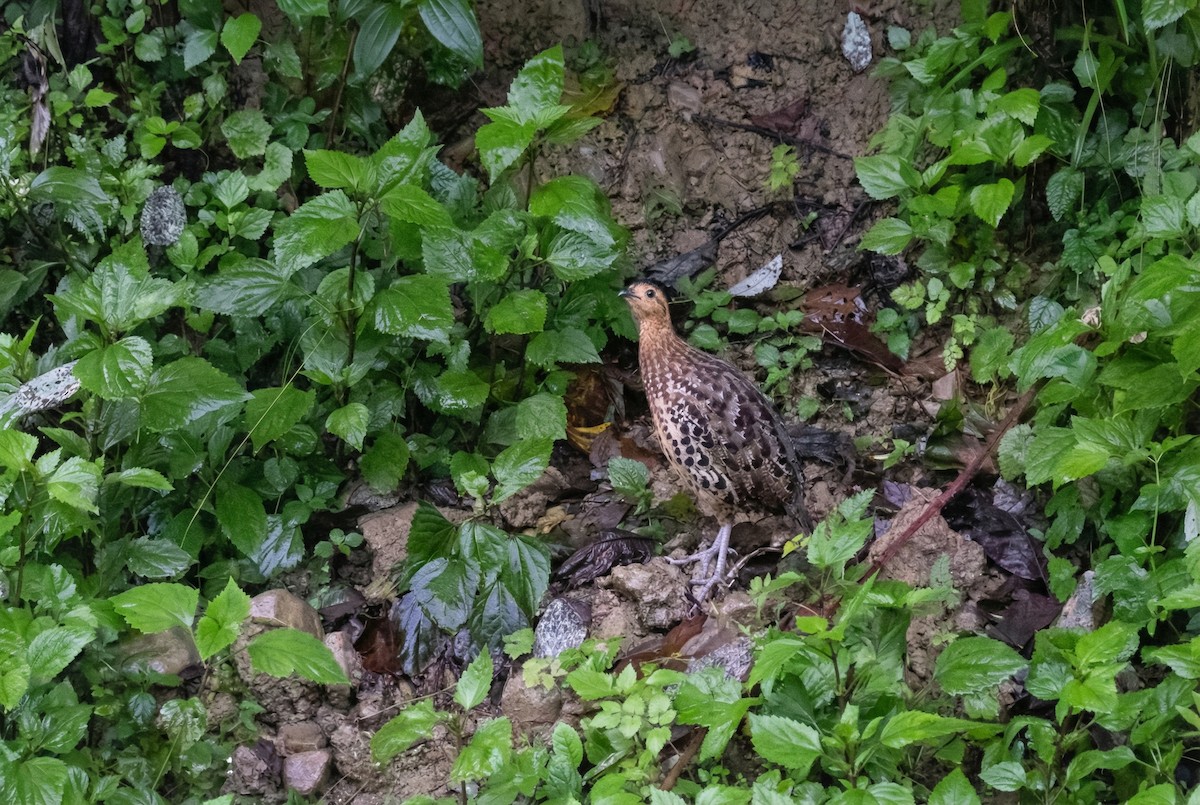 Gelbbrauen-Bambushuhn - ML645590817