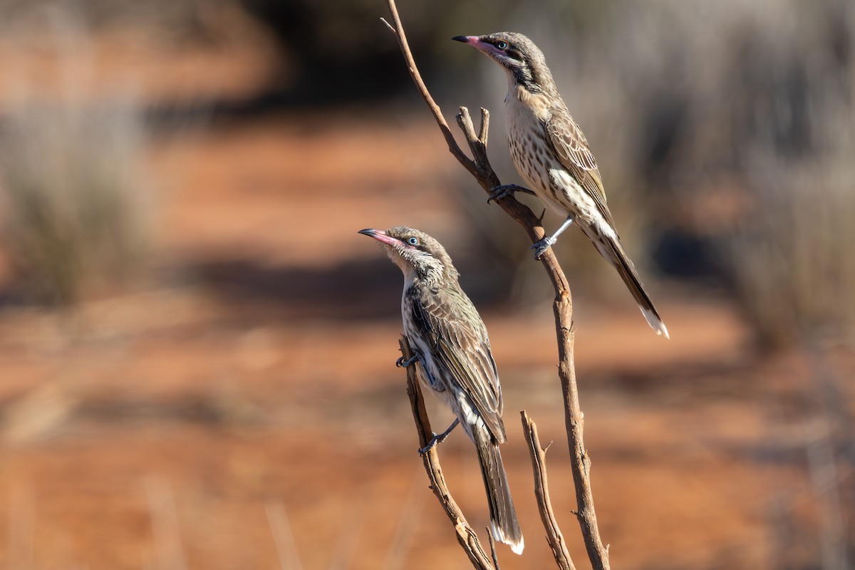 Diken Yanaklı Balkuşu - ML645590819