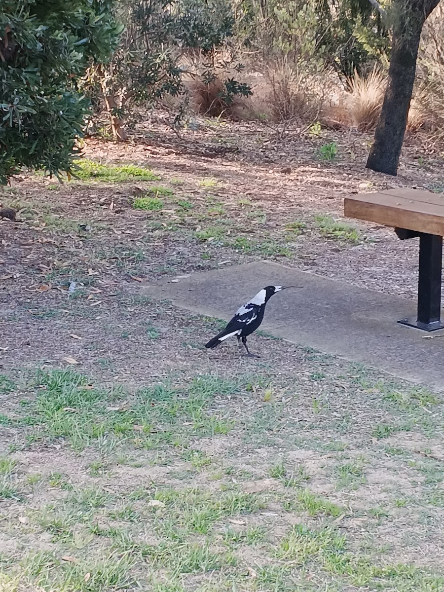 Australian Magpie (Black-backed x White-backed) - ML645590820