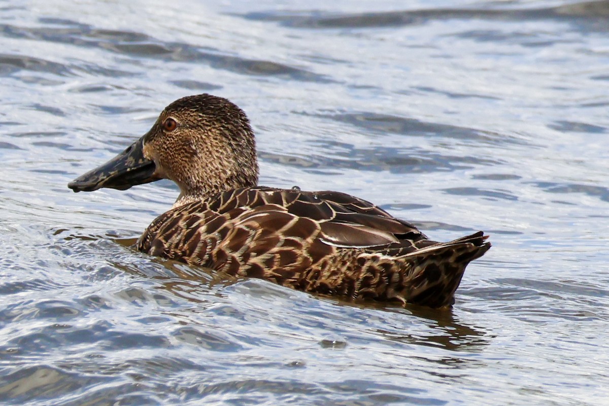 Australasian Shoveler - ML645590846