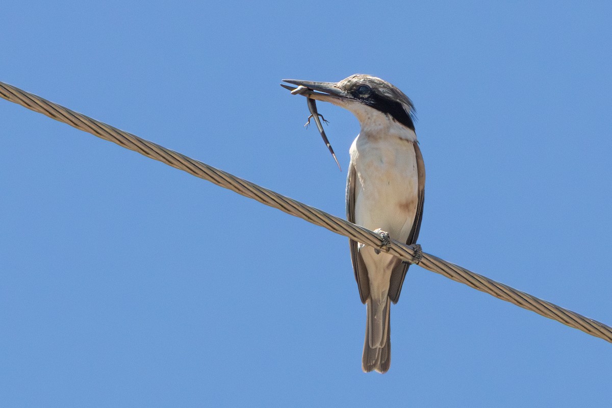 Альціон рудогузий - ML645590863