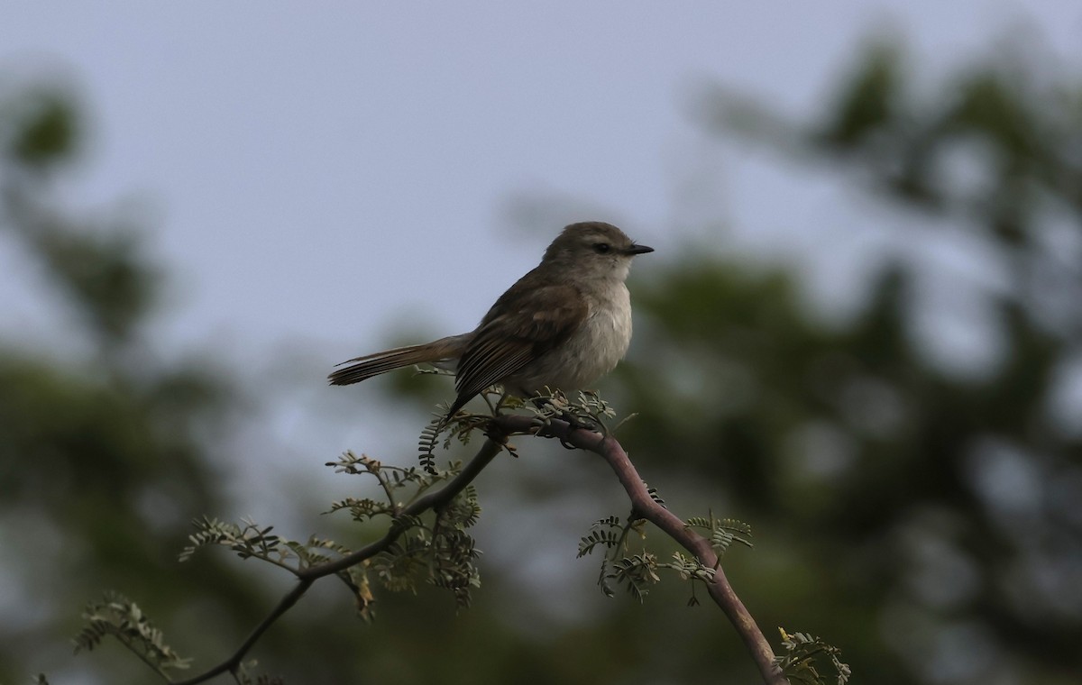 Tumbesian Tyrannulet - ML645590868