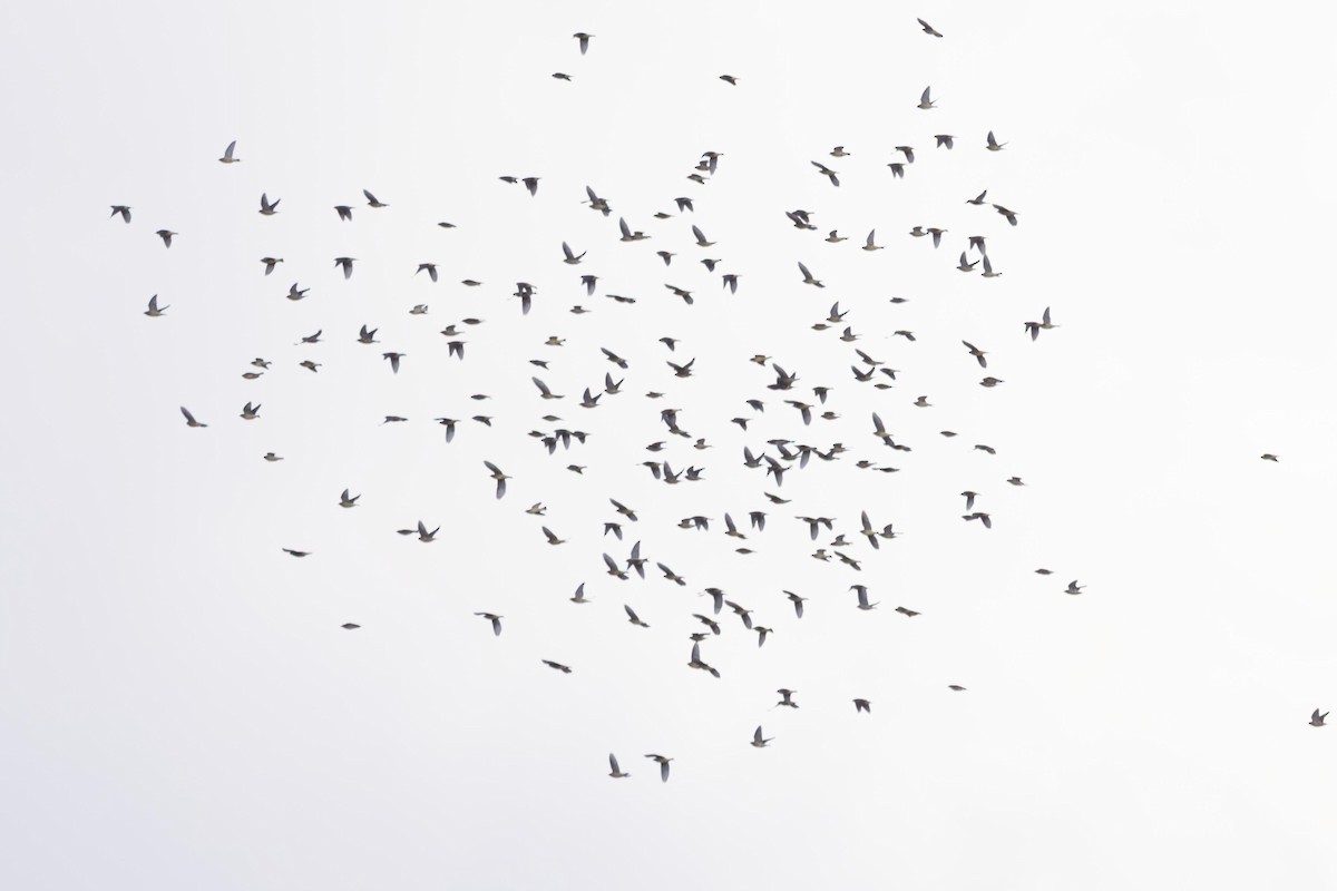 Cedar Waxwing - ML645590889