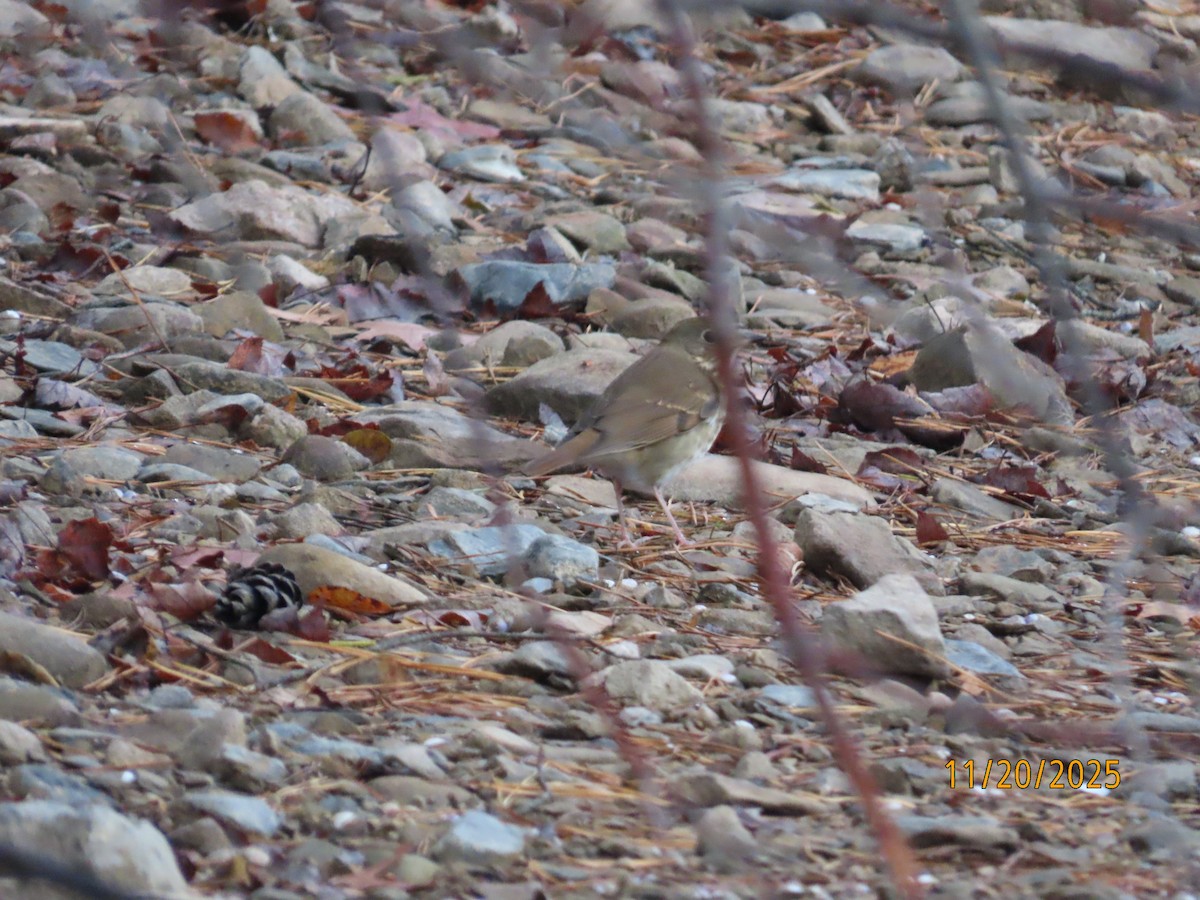 Hermit Thrush - ML645590897