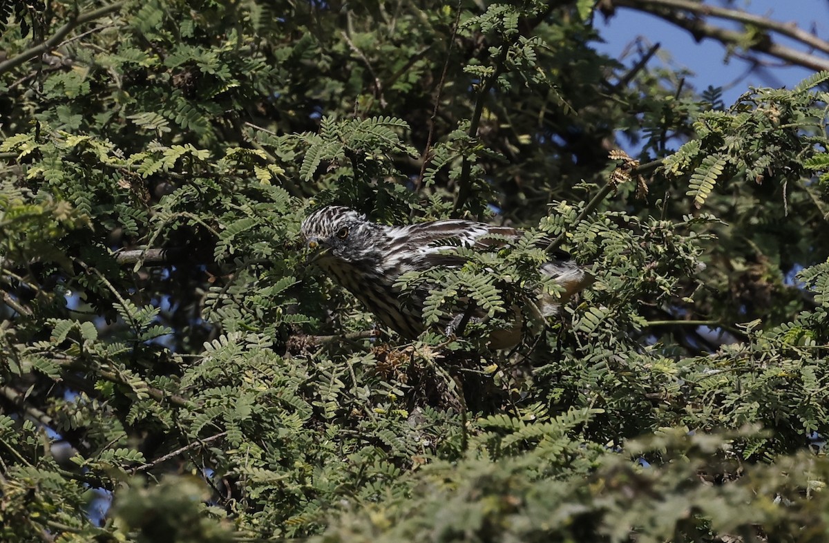 Рара перуанська - ML645590899