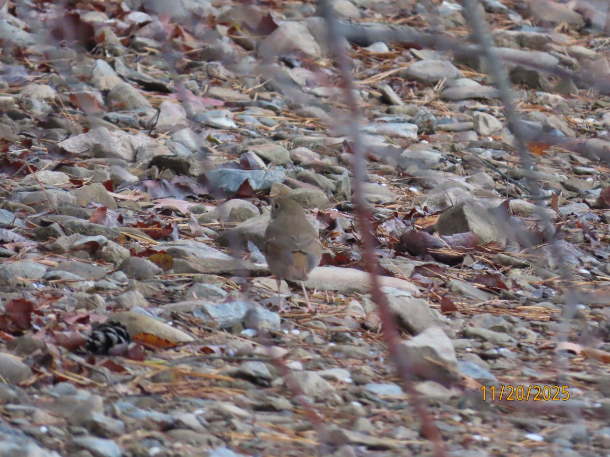 Hermit Thrush - ML645590900