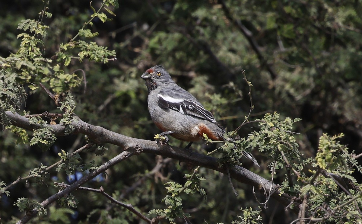 Рара перуанська - ML645590902