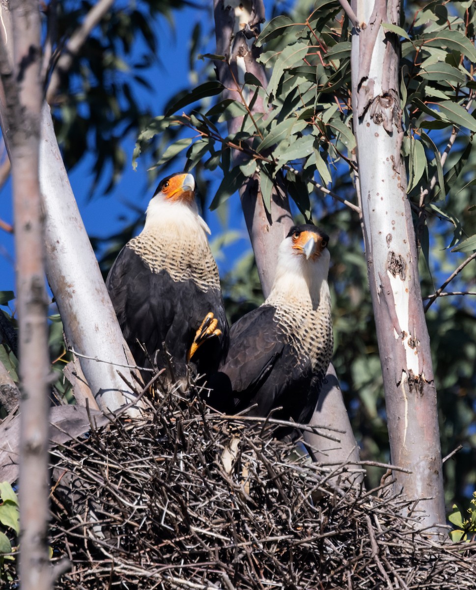 Crested Caracara (Northern) - ML645590909