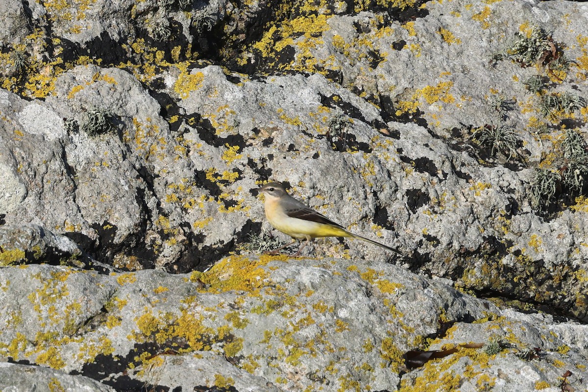 Gray Wagtail - ML645590910