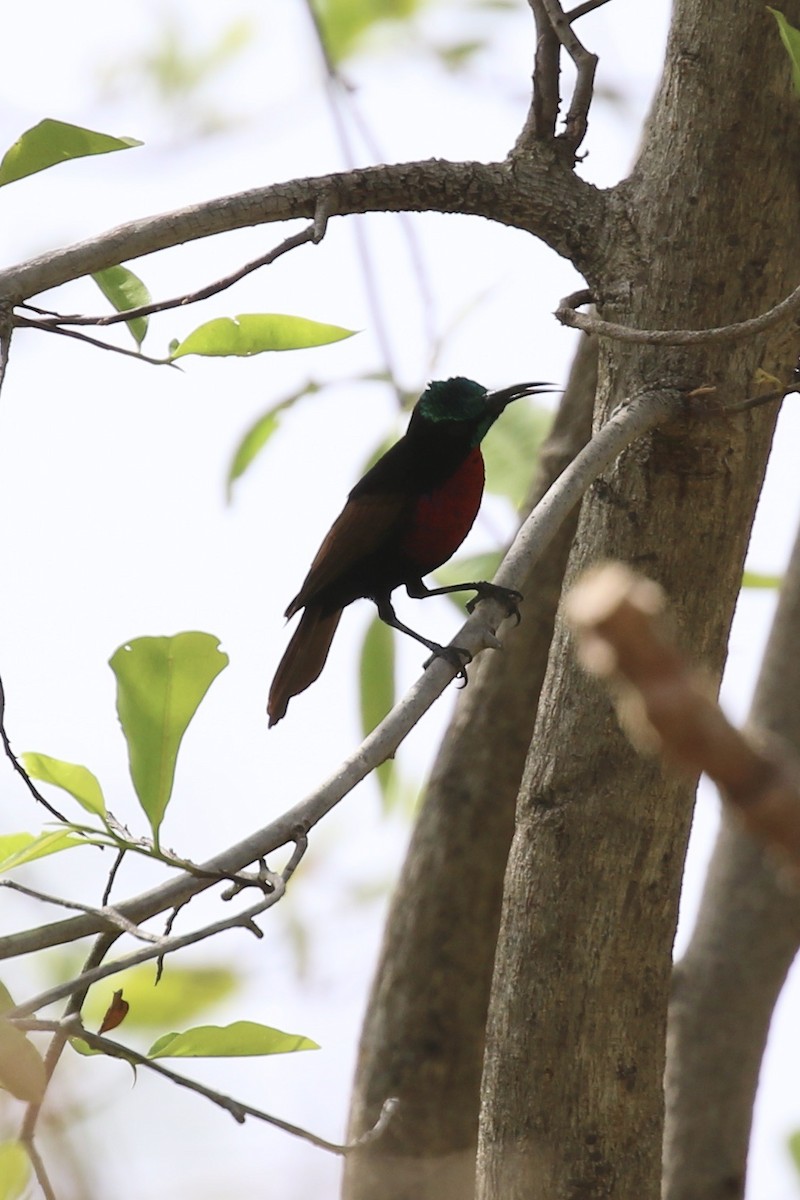 Scarlet-chested Sunbird - ML645590912