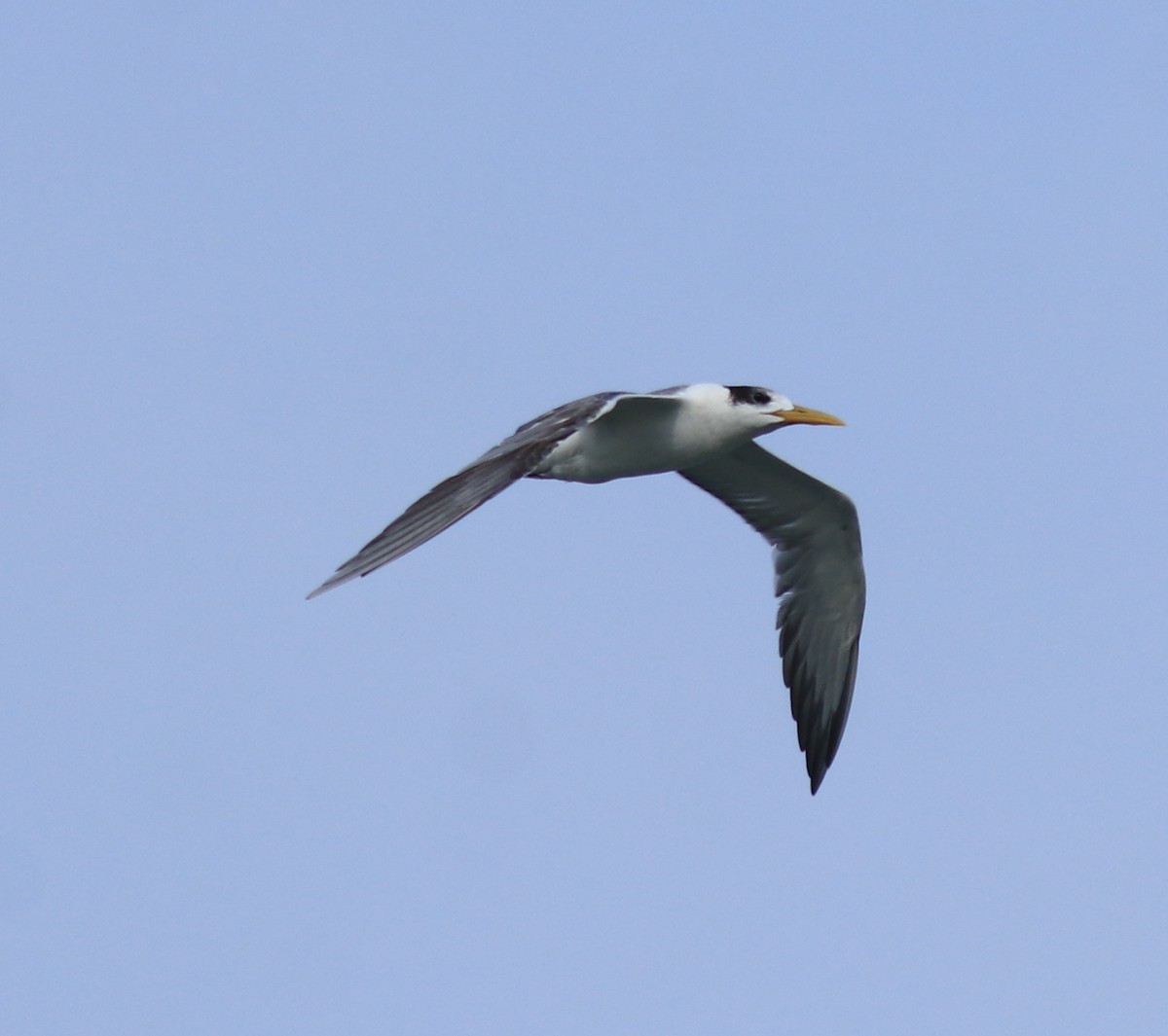 Great Crested Tern - ML645590913