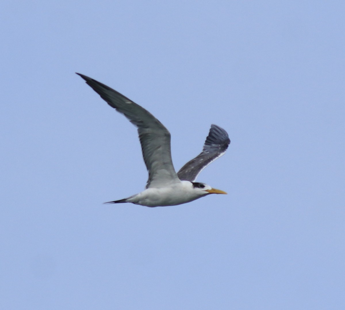 Great Crested Tern - ML645590915