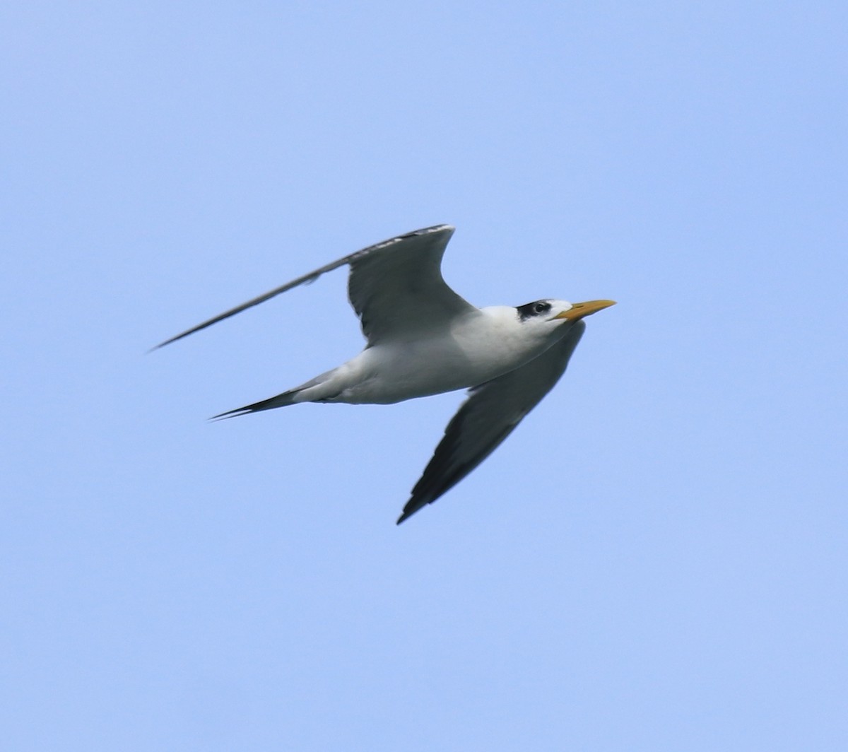 Great Crested Tern - ML645590916