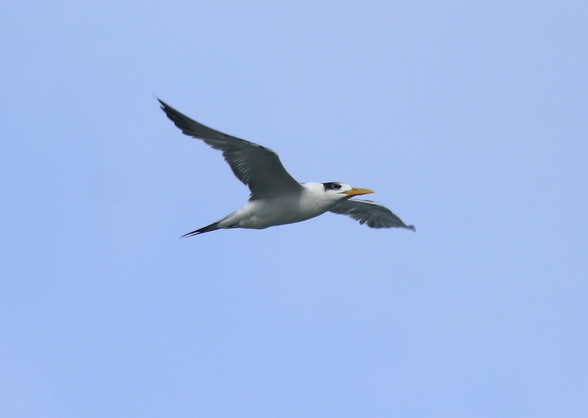 Great Crested Tern - ML645590918